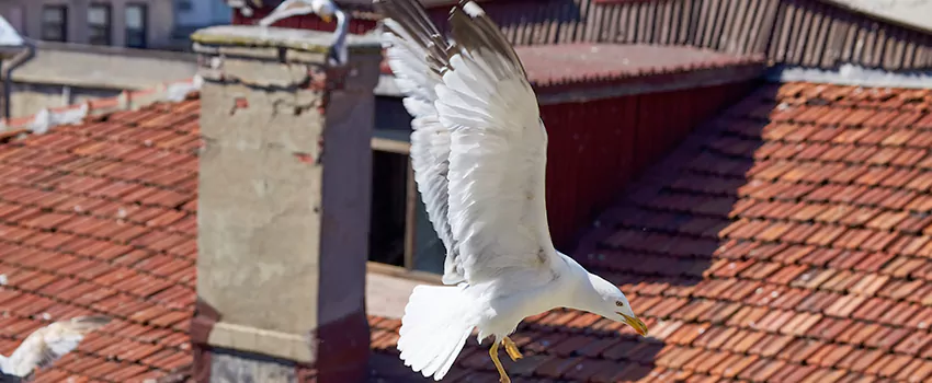 Residential Chimney Animal Removal Solution in Prichard, AL